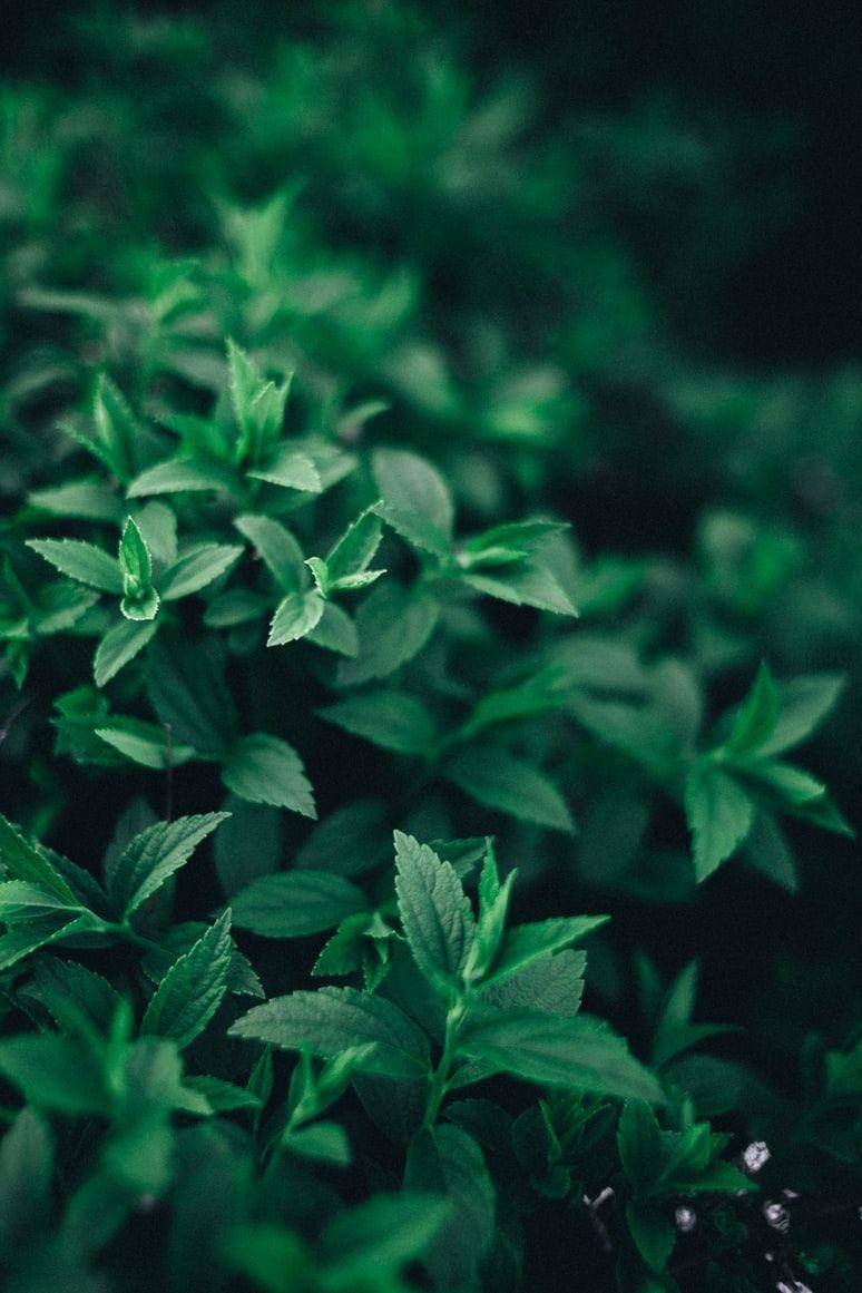 pepermint (unsplash.com/vladyslavtobolenko)