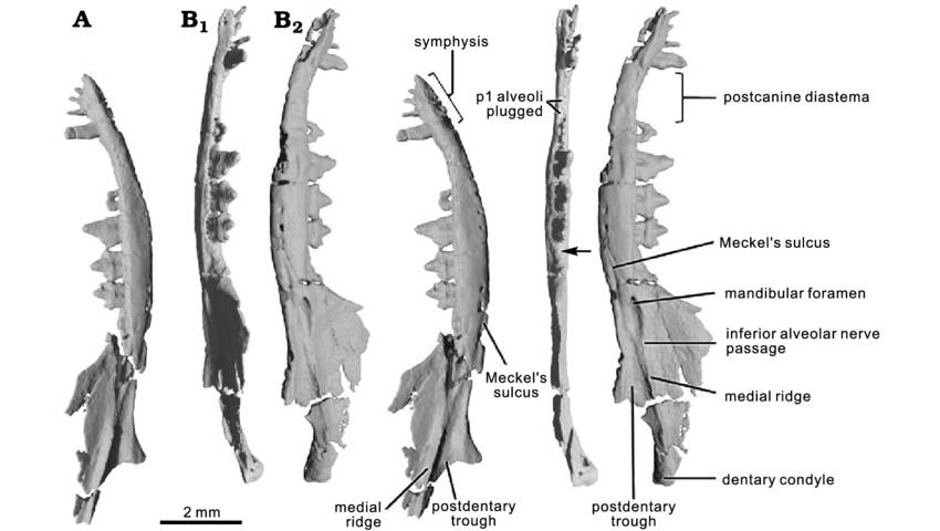 ilustrasi kerangka mulut Hadrocodium (researchgate.net)