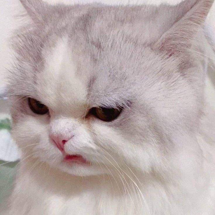 Muka julid kucing (via twitter.com/twtCats)