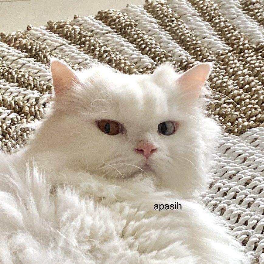 Muka julid kucing (twitter.com/DudutNdut)