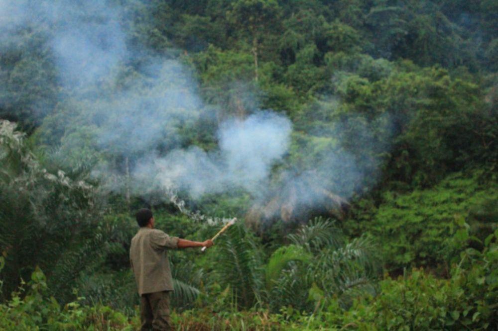 Bangkai Lembu Ditemukan di Langkat, Diduga Dimangsa Harimau Sumatra
