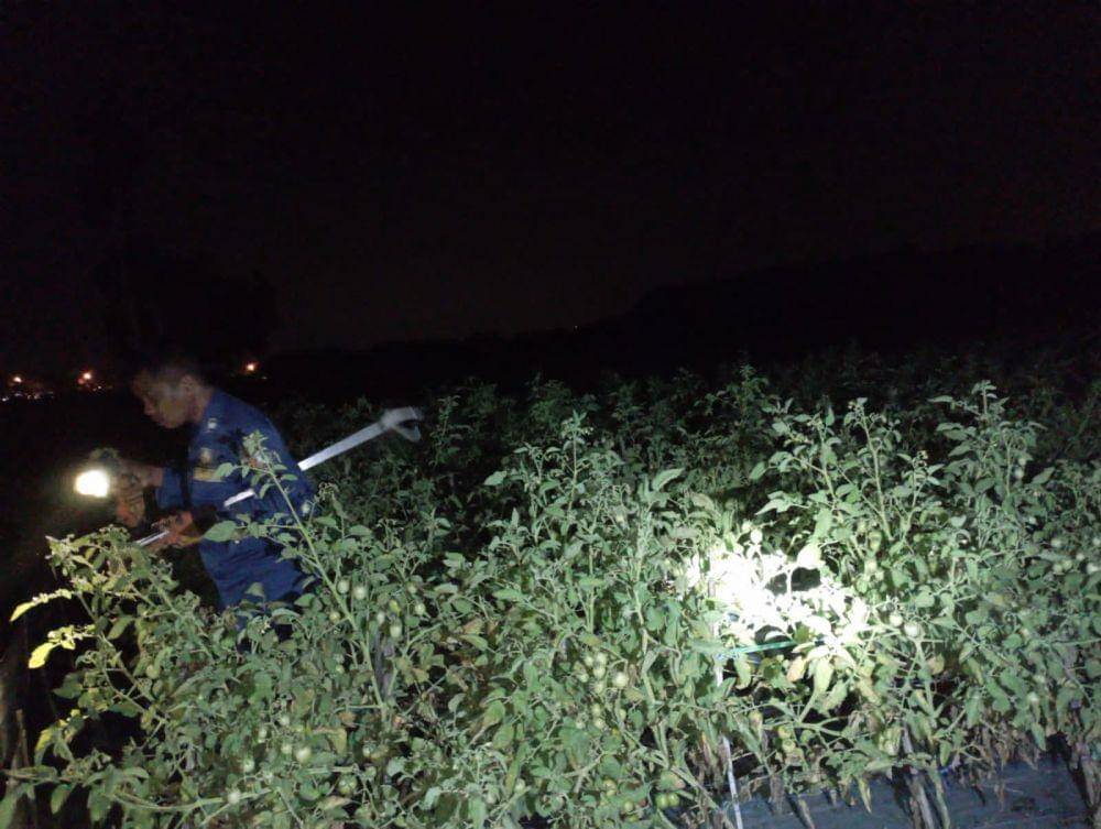 Petugas damkar Kabupaten Bojonegoro saat mencari keberadaan ular piton yang menyerang warga. Dok Damkar Bojonegoro