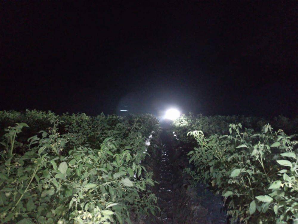 Petugas damkar Kabupaten Bojonegoro saat mencari keberadaan ular piton yang menyerang warga. Dok Damkar Bojonegoro