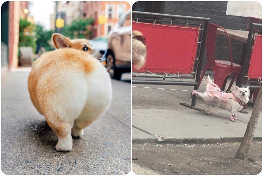 10 Potret Tingkah Lucu Anjing yang Bikin Gemas, Jenaka Banget!