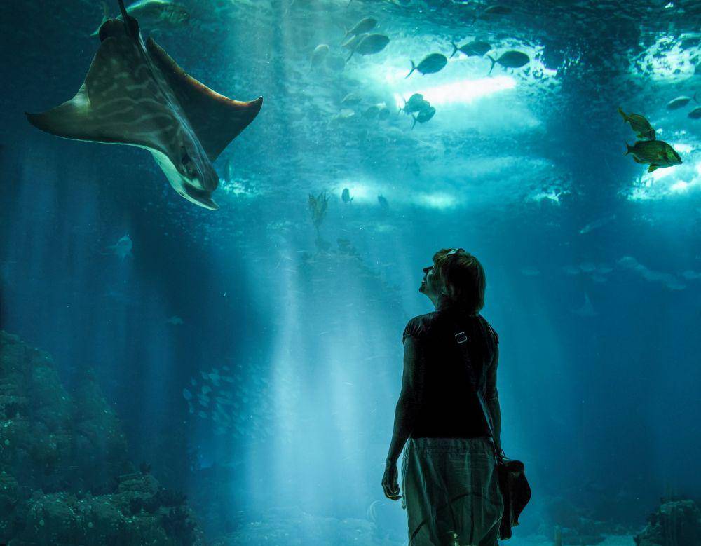 Oceanário de Lisboa (unsplash.com/Vidar Nordli-Mathisen)