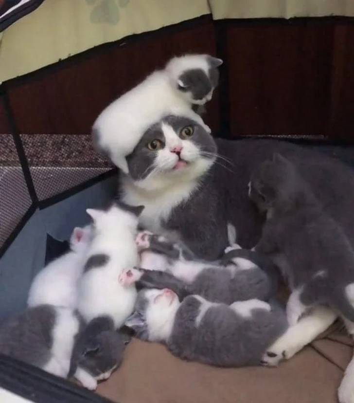 potret hewan belum siap jadi orang tua (imgur.com/user/aerrorfree)