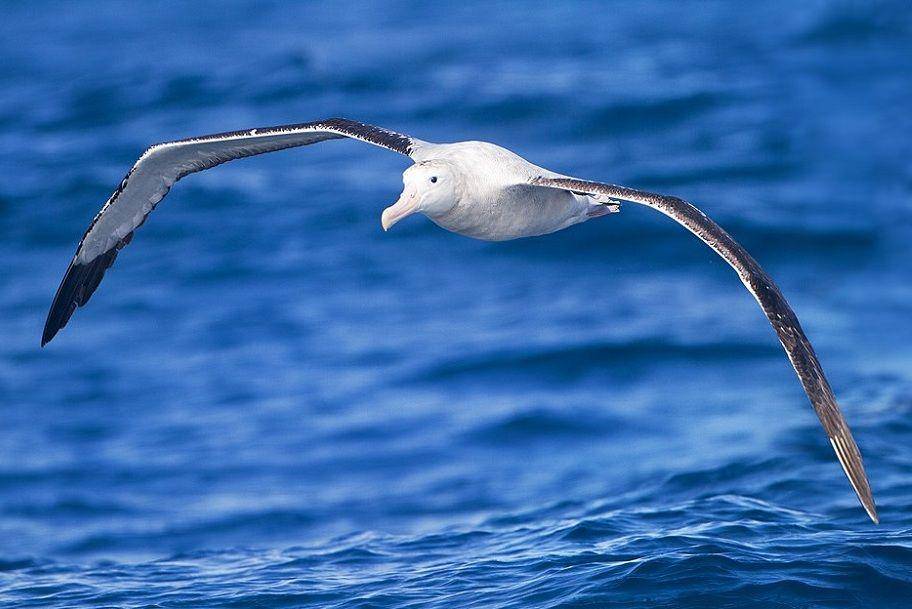 Albatros kelana terbang rendah di atas permukaan laut. (commons.wikimedia.org/JJ Harrison)