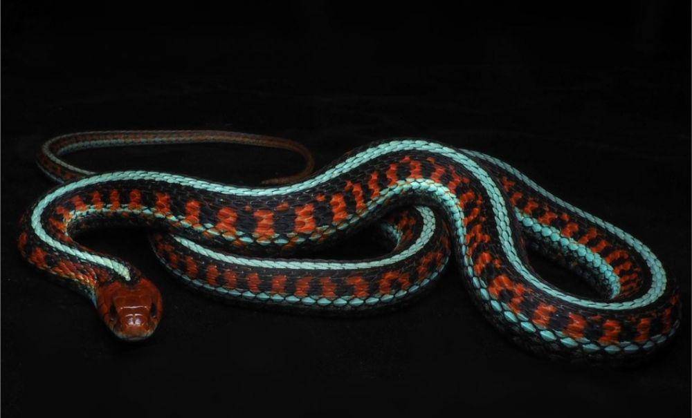 California Red-Sided Garter Snake (instagram.com/my_reptile_diary)