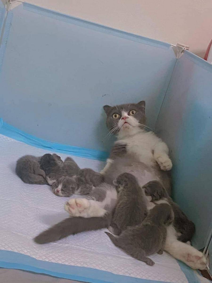 potret hewan belum siap jadi orang tua (reddit.com/user/CYBERSson)
