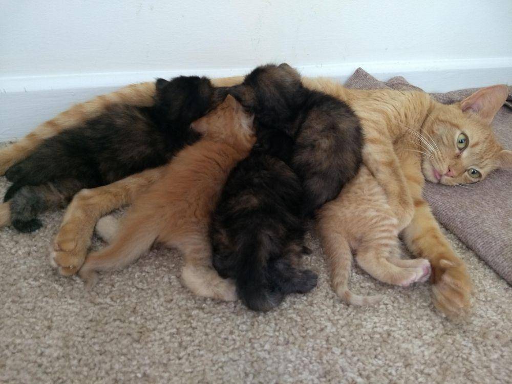 potret hewan belum siap jadi orang tua (reddit.com/user/OVEiTeNt)