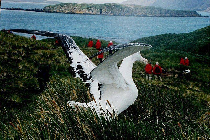 albatros kelana di pulau Georgia Selatan (commons.wikimedia.org/Brocken Inaglory)