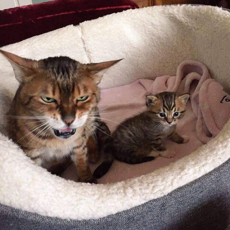 potret hewan belum siap jadi orang tua (imgur.com/user/hugALLthecats)