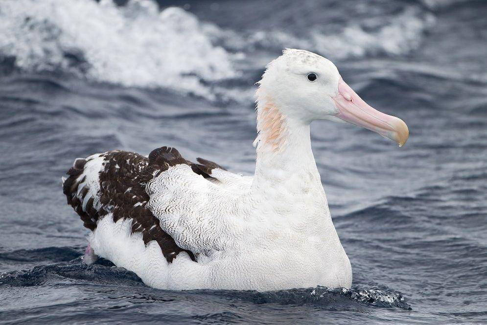 Albatros kelana bersantai di laut. (commons.wikimedia.org/JJ Harrison)