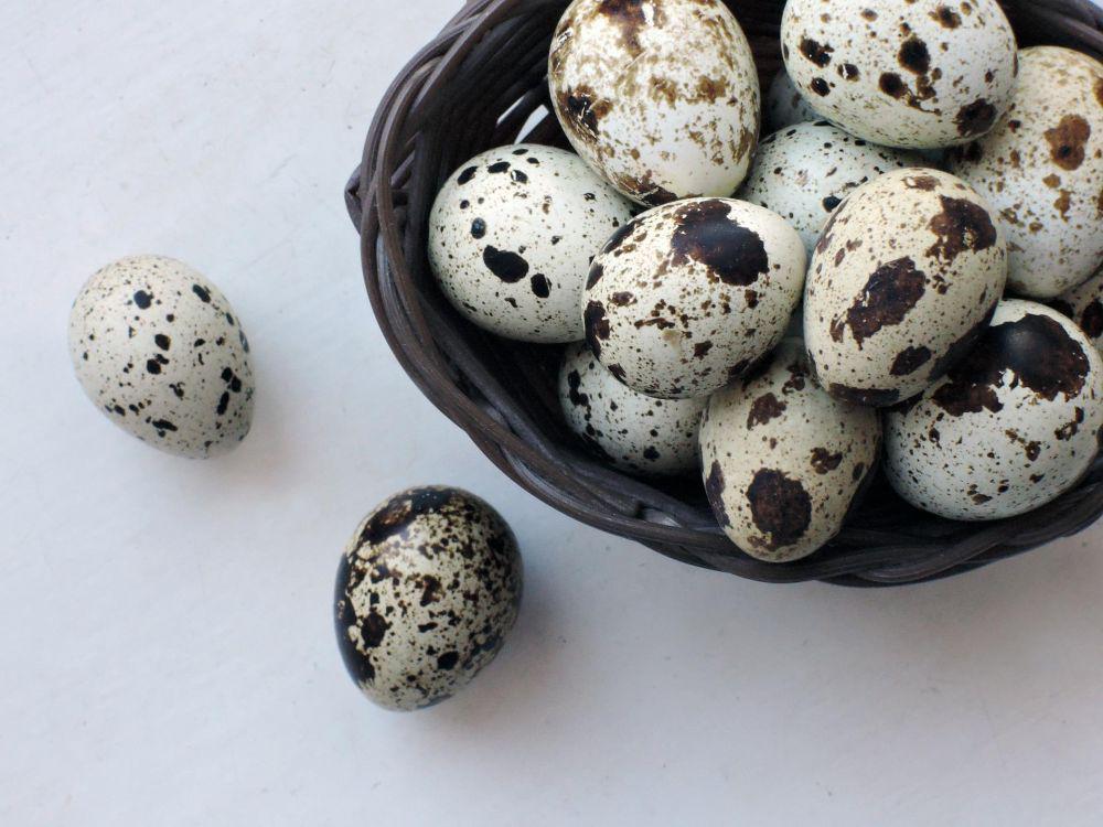 ilustrasi telur puyuh (pixabay.com/AnnTS)