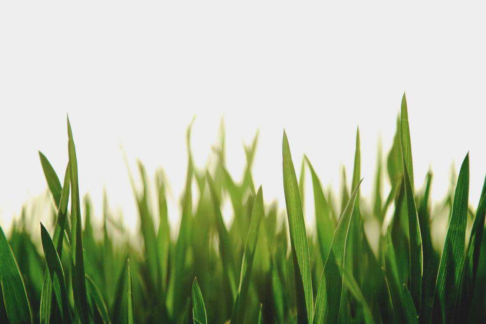ilustrasi rumput (unsplash.com/@lee0201)