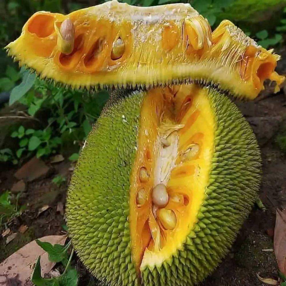 potret buah nangka(instagram.com/bibittanaman_buah)