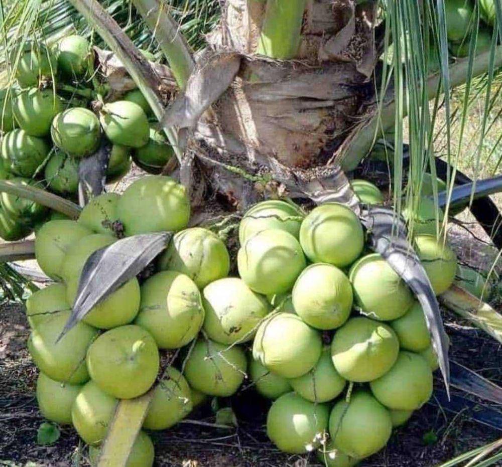 potret kelapa(instagram.com/bibitbua_pupukorganik)