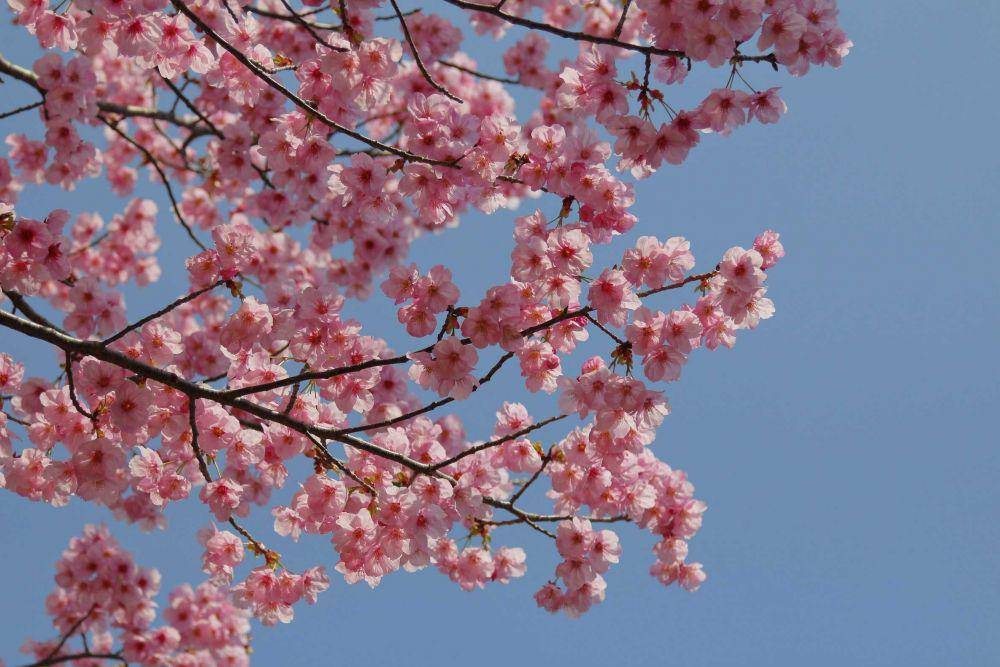 ilustrasi pohon sakura (unsplash.com/@stefankst)