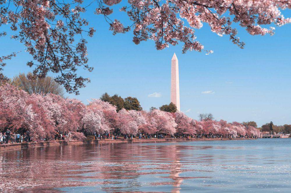 ilustrasi pohon sakura (unsplash.com/@andyh_film)