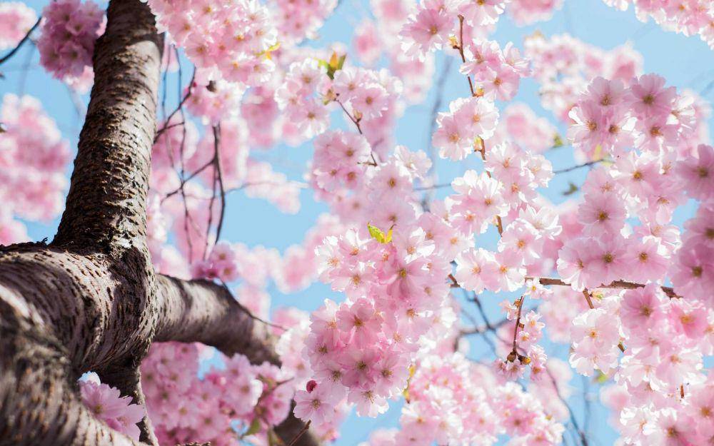ilustrasi pohon sakura (unsplash.com/@_entreprenerd)