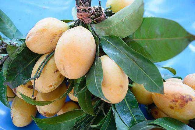 potret mangga(pixabay.com/Thaizeal)
