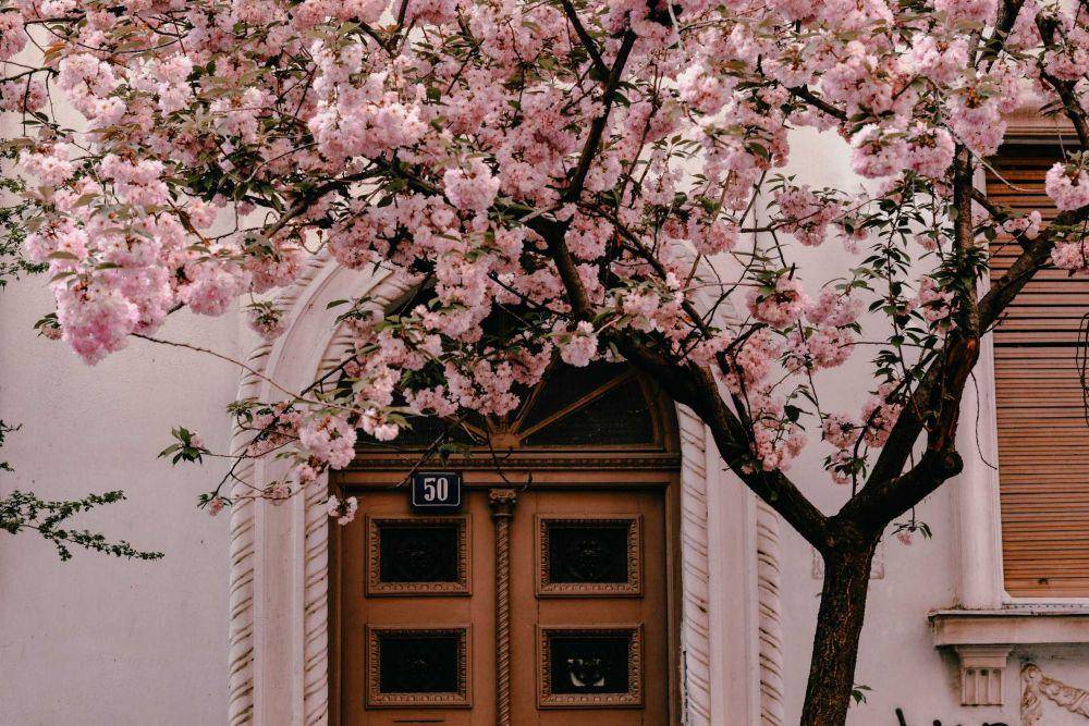 ilustrasi pohon sakura (unsplash.com/@marijana_vasic)