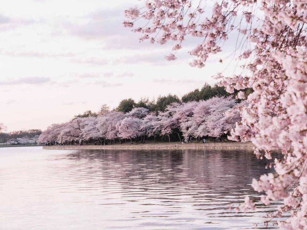 ilustrasi pohon sakura (unsplash.com/@tegethoff)