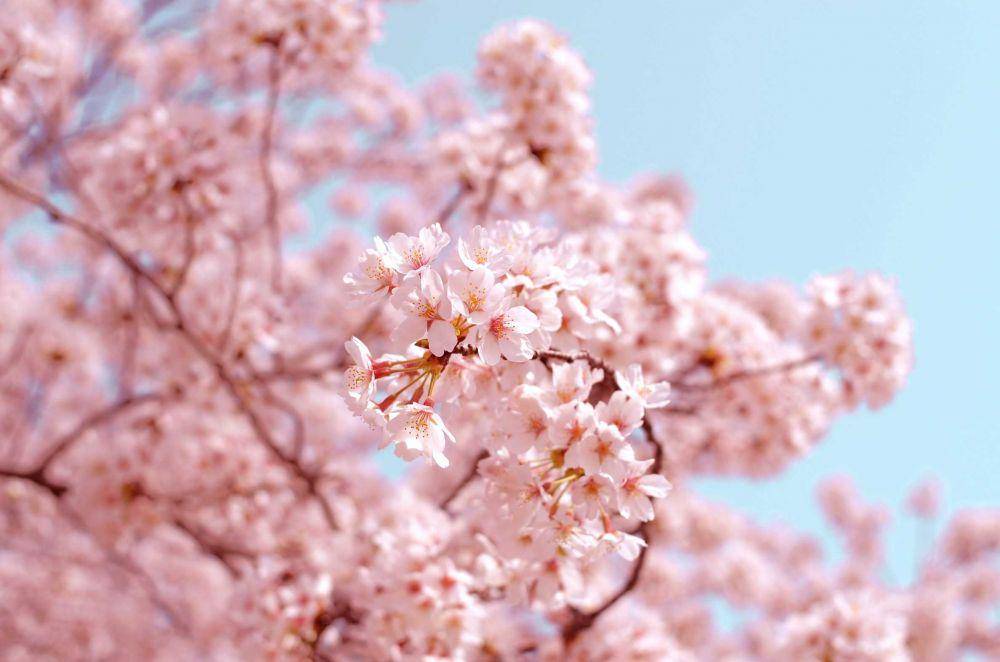 ilustrasi pohon sakura (unsplash.com/@ajny)