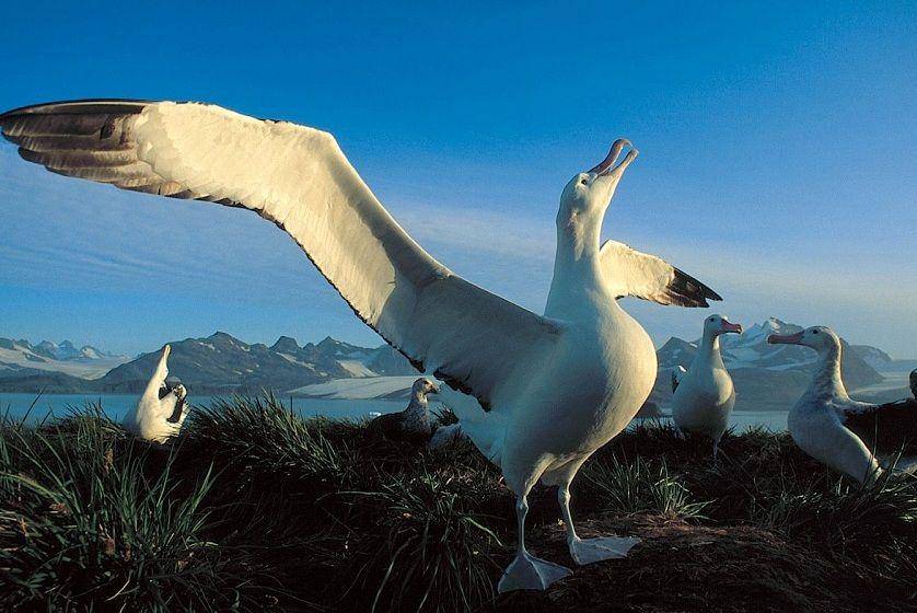 Seekor albatros kelana merentangkan sayapnya. (oceanwide-expeditions.com)
