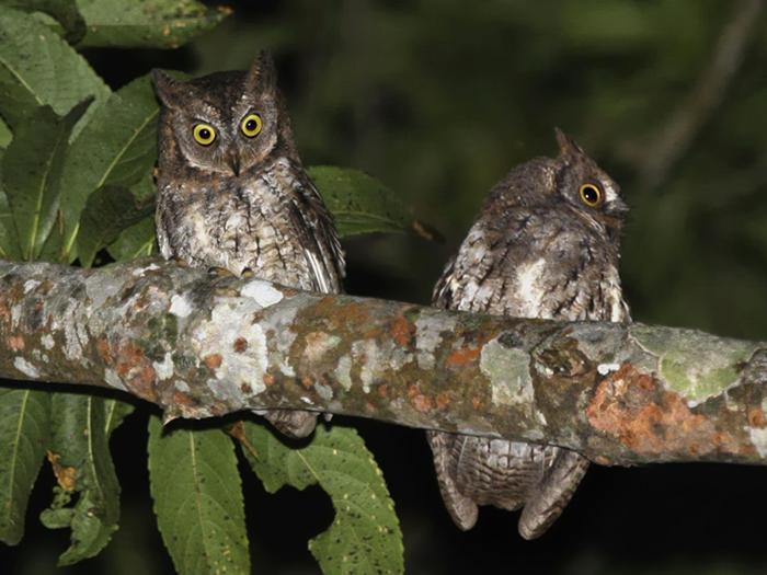 Rinjani Scops Owl Otus jolandae, Lombok, August 2008 (Philippe Verbelen). (journals.plos.org)