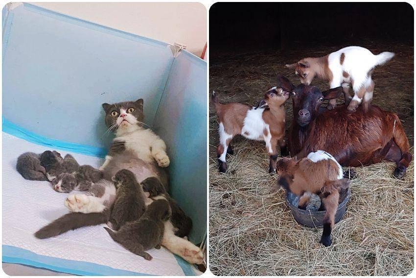 kolase potret hewan belum siap jadi orang tua (reddit.com/user/CYBERSson | reddit.com/user/what-whhhaaaaattttt)
