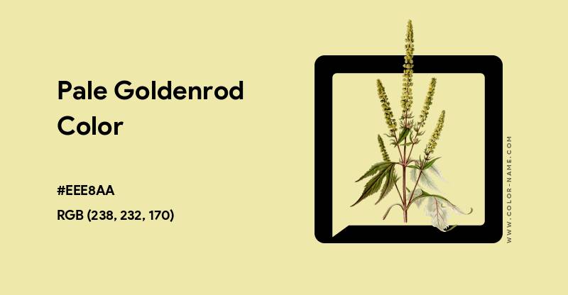 Ilustrasi Pale Goldenrod (color-name.com/pale-goldenrod.color)
