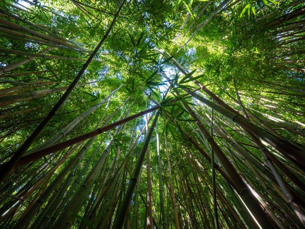 ilustrasi pohon bambu (pexels.com/James Wheeler)