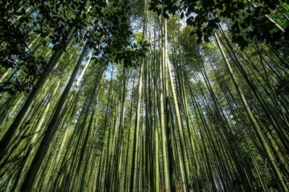 ilustrasi pohon bambu (pexels.com/Jess Ho)