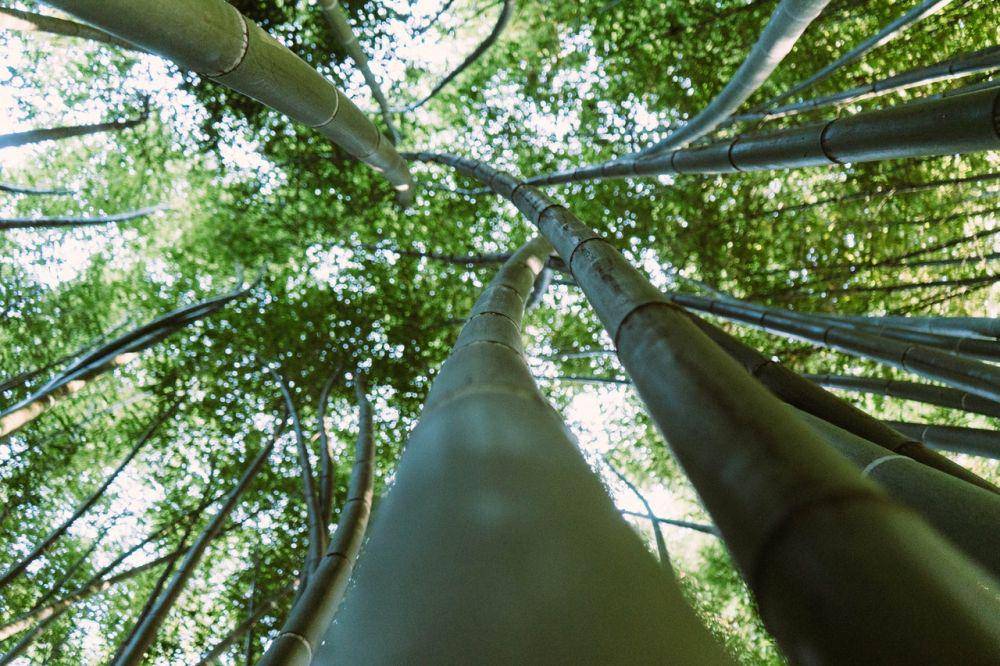ilustrasi pohon bambu (pexels.com/Martin Pechy)
