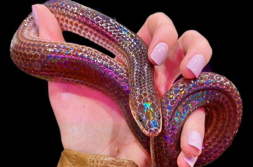 Sunbeam Snake (instagram.com/tarabiron3)