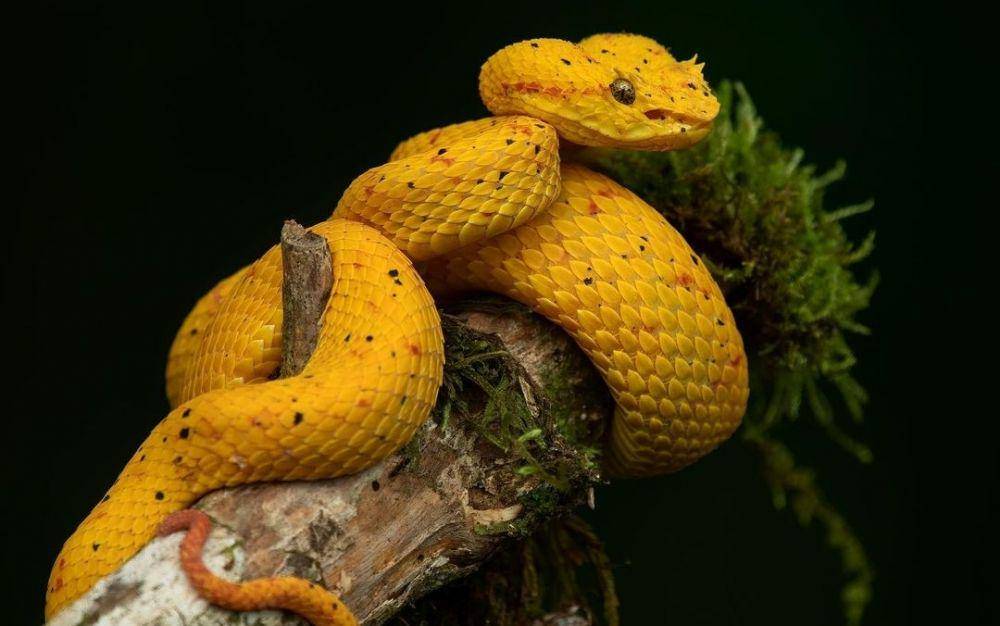 Eyelash Viper (instagram.com/cr_wildlife)