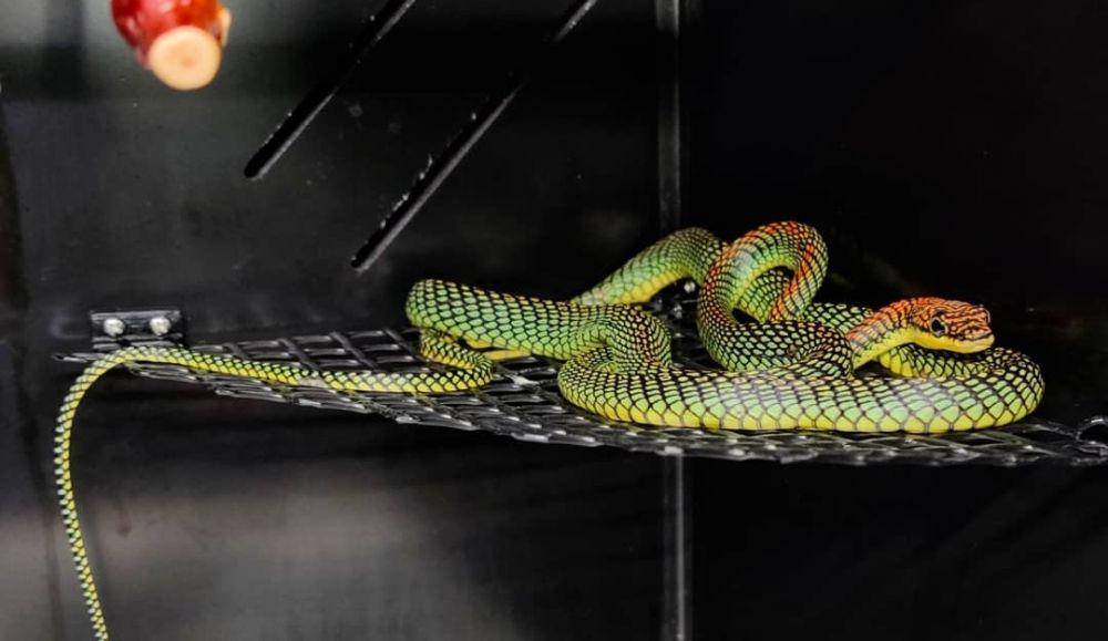 Paradise Flying Snake (instagram.com/top_branch_reptiles)