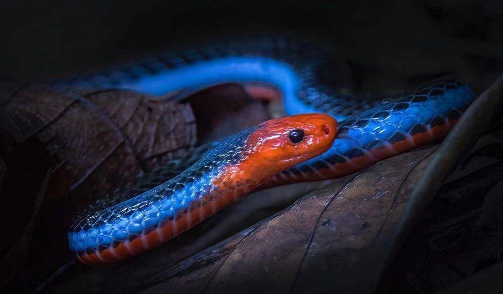 Blue Malayan Coral Snake (instagram.com/herpingtheglobe)
