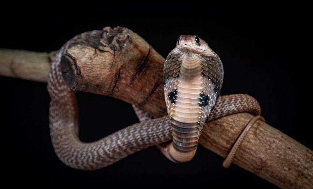 Indian Cobra (instagram.com/tinoanttila)