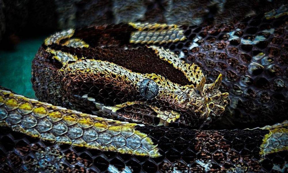 Rhinoceros Viper (instagram.com/bmx_johnny4130)