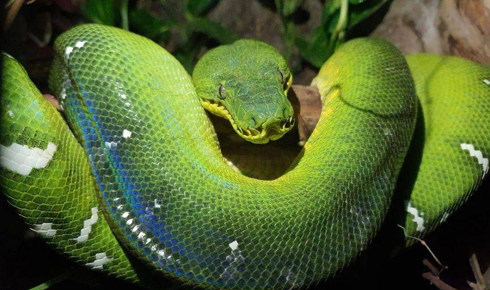 Emerald Tree Boa (instagram.com/reptilsimbiosis)