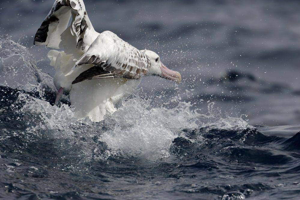 Albatros kelana lepas landas dari laut. (commons.wikimedia.org/Ed Dunens)