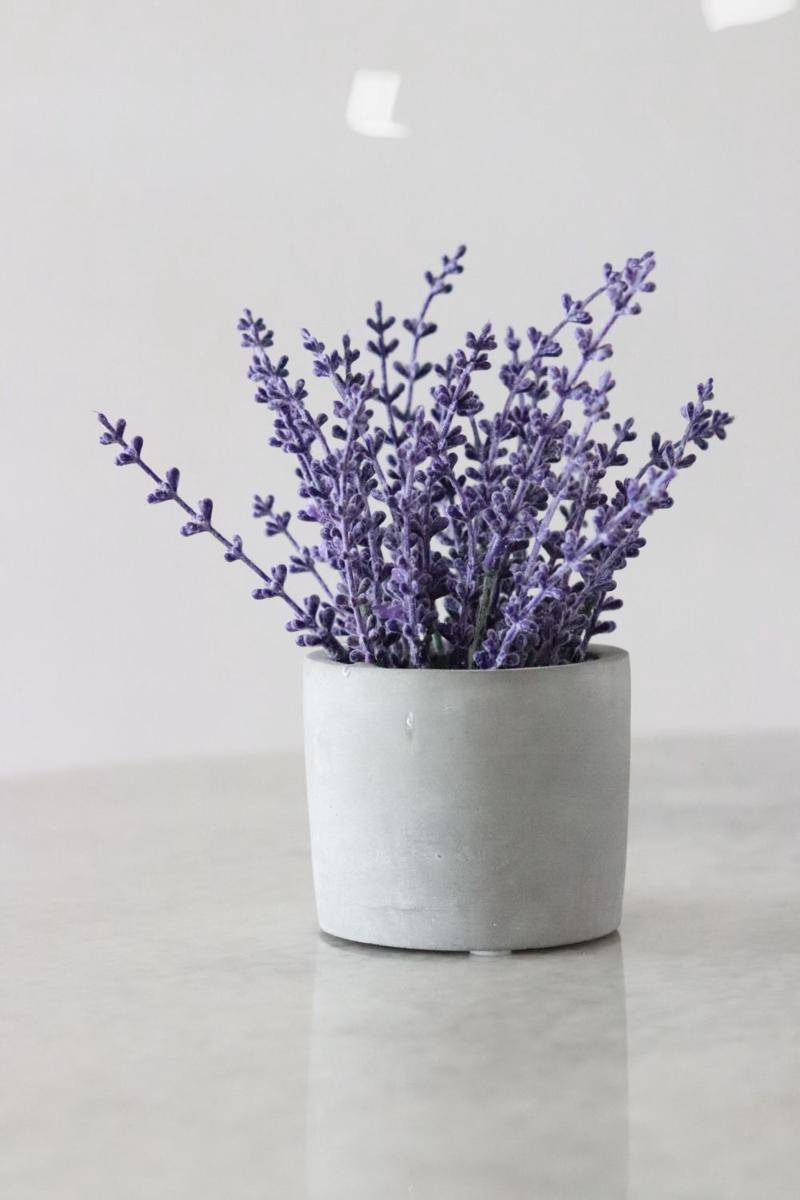lavender (pexels.com/jkerro)