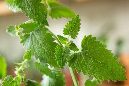catnip (thespruce.com)