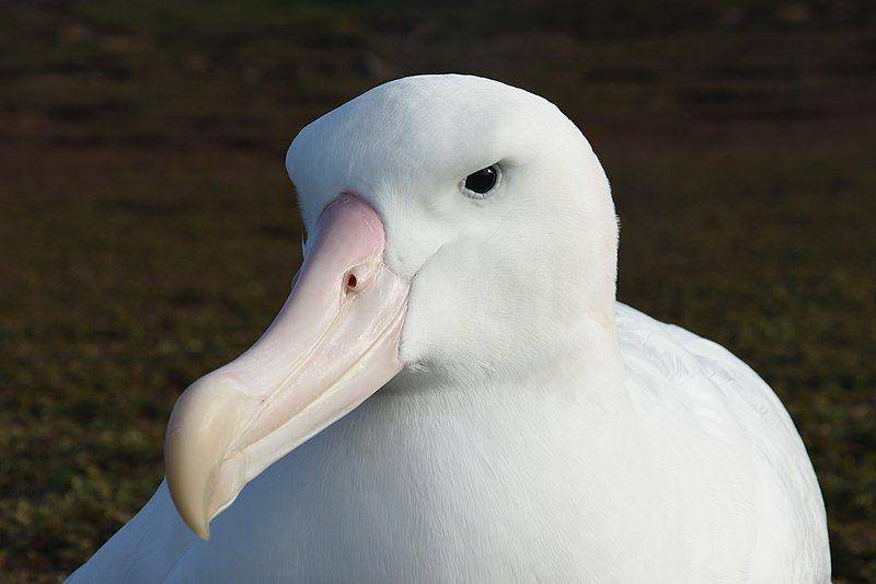 tampak dekat albatros kelana (commons.wikimedia.org/Benoit Gineste)