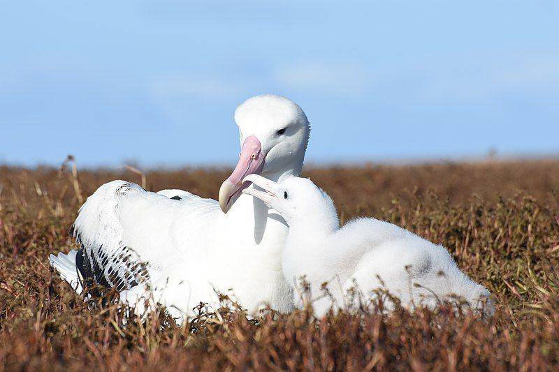 Anak albatros kelana meminta makan pada induknya. (commons.wikimedia.org/Benoit Gineste)