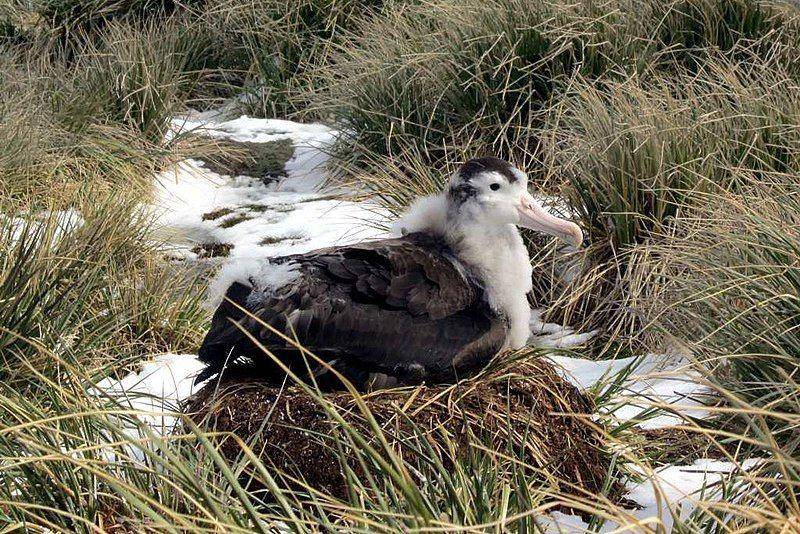 anak albatros kelana di sarangnya (commons.wikimedia.org/David Stanley)