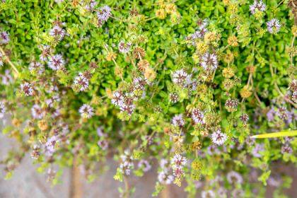 pennyroyal (thespruce.com)