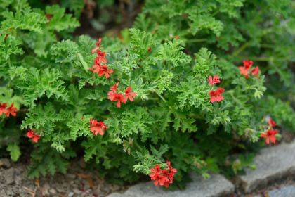 scented geranium (thespruce.com)